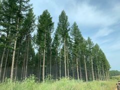 -塞罕坝国家级自然保护区