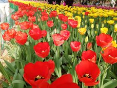 -洛阳郁金香牡丹园