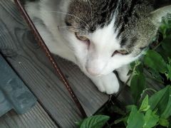 android_upload_pic-海边的猫和咖啡馆
