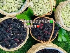 -御林古桑园