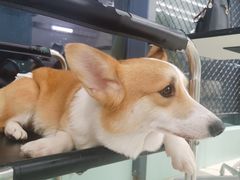 -怪兽屋·羊驼·猫咖·狗咖(俊华广场店)