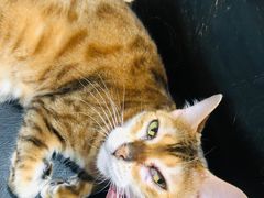 -猫色咖啡·猫咖