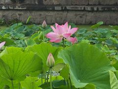 -莲湖公园