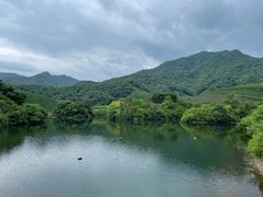 -龙坞茶村