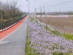 -上海长兴岛郊野公园