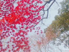 -秋霞圃