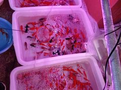 -双季花艺园艺市场(浦东店)