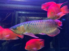-万宝海鲜舫(劳动公园店)