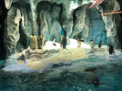 -帝企鹅自助餐厅•儿童岛•真企鹅(长隆企鹅酒店)