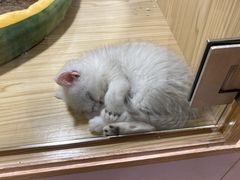 -屋虎猫馆(宝安大仟里店)