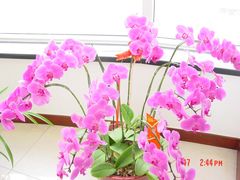 蝴蝶兰-上海鲜花港