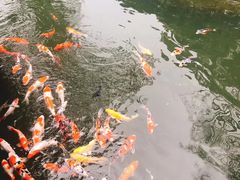 -杭州西湖柳莺里酒店