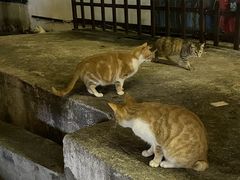 -鼓浪屿·八卦楼