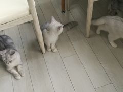 大堂-喵的天空名猫咖啡馆·撸猫·猫舍·用品