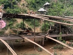 -西双版纳原始森林公园