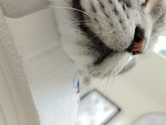 -瑞派天使宠物医院·神经外科·骨科·核磁CT(洛川中路店)