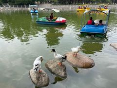 -莲湖公园