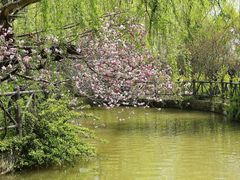 -南汇桃花村