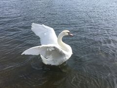 -海德公园
