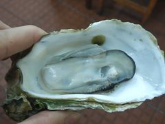 原只蒸生蚝-蚝得喜海鲜(东城店)