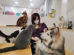 -李小姐の猫咖啡馆(五角场店)