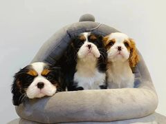 -萌宠之家·腊肠犬·马尔泰·小体犬舍