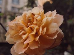 -T-COFFEE(长江花园店)