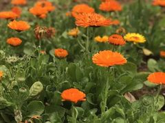 -福建鲤鱼洲酒店