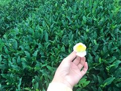 -雪绿茶博物馆