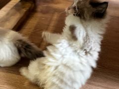 -楼上猫咖(罗湖店)