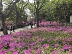 -苏州上方山国家森林公园