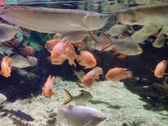 -太平洋海底世界