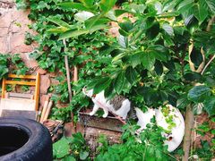-海边的猫和咖啡馆