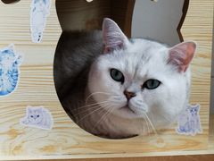 -喜多萌中农锦绣动物医院24H·猫科·牙科MRI·CT