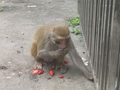 -黔灵山公园