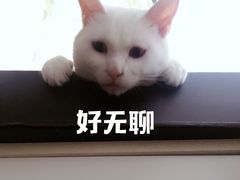 -守诺宠物医院·眼科· 特色牙科·异宠专科(虹口店)
