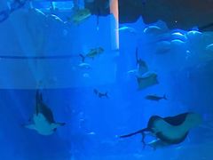 -迪拜水族馆及水下动物园