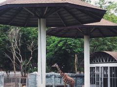 -清迈夜间动物园