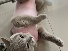 -宠福鑫康馨动物医院·骨科·眼科