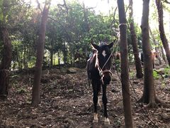 -铁山坪森林公园