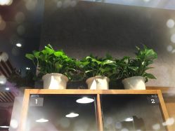 点击看大图 温馨盆栽-霓·Hair