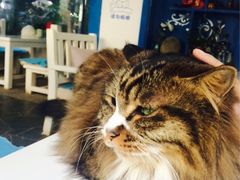 Anne猫窝咖啡屋-Anne猫窝咖啡屋