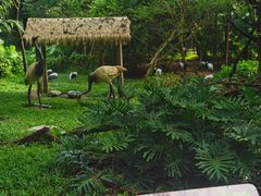 -深圳野生动物园