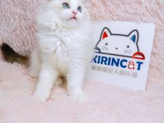 -十年猫舍·猫咪专门店(普陀店)