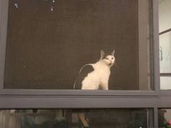 -丽莎蓓甜CAKE生日蛋糕·动物奶油(石家庄店)