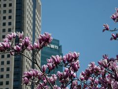 -陆家嘴中心绿地