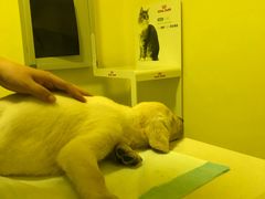 -瑞鹏宠物医院·爱宠堂·骨外专科(西荷分院)