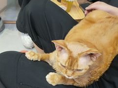 -Heymao猫咖.咖啡厅(东门店)