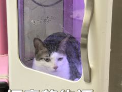 -瑞鹏宠物医院·骨科·猫科·内科(第一中心)