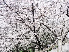 -苏州上方山国家森林公园